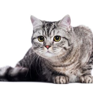 BENTONITE ANTIBACTERIAL OLIVE OIL SAQ. 5 KG