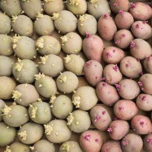 B. KENEBEC A ESP. LUSOPOTATO 40/55 SACO 25 KG