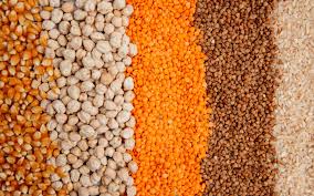 ALPISTA DO CANADÁ EMB. 1 KG